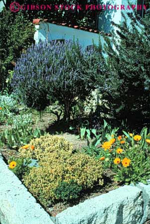 Stock Photo #6865: keywords - cultivate cultivated cultivating dirt earth garden gardening gardens grow growing grown growth herb herbs landscape landscaped landscaping lavender plant plants residence residential rosemary seasoning soil spice spring summer thyme vert