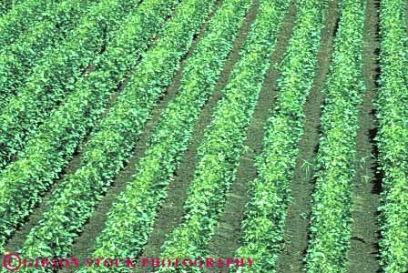 Stock Photo #6872: keywords -  agriculture bean beans crop crops cultivate cultivated cultivating cultivation elevated farm farming farms field green grow growing grown growth horz leaf leaves legume legumes linear mississippi parallel pattern photosynthesis plant plants produce row rows soy soybean view