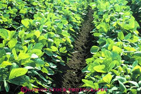 Stock Photo #6873: keywords -  agriculture bean beans carolina crop crops cultivate cultivated cultivating cultivation farm farming farms field green grow growing grown growth horz leaf legume legumes north photosynthesis plant plants produce soy soybean