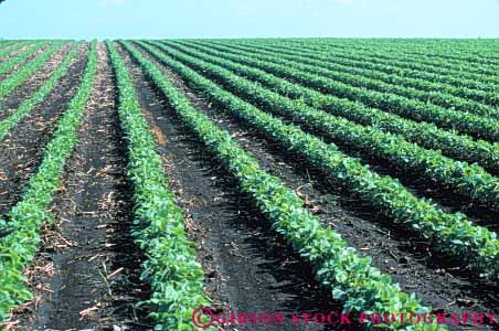 Stock Photo #6874: keywords -  agriculture bean beans crop crops cultivate cultivated cultivating cultivation develop developing develops farm farming farms field green grow growing grown growth horz immature iowa leaf leaves legume legumes linear parallel pattern photosynthesis plant plants produce row rows soy soybean