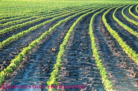 Stock Photo #6875: keywords -  agriculture arch bean beans crop crops culltivate cultivated cultivating cultivation curve curved curving develop developing develops farm farming farms field green grow growing grown growth horz immature leaf leaves legume legumes linear missouri parallel pattern photosynthesis plant plants produce round row rows soy soybean turn