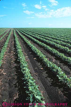 Stock Photo #6877: keywords - agriculture bean beans crop crops cultivate cultivated cultivating cultivation develop developing develops farm farming farms field green grow growing grown growth immature iowa leaf leaves legume legumes linear parallel pattern photosynthesis plant plants produce row rows soy soybean vert