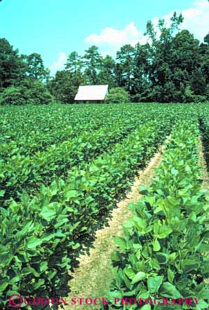 Stock Photo #6878: keywords -  agriculture bean beans carolina crop crops cultivate cultivated cultivating cultivation farm farming farms field green grow growing grown growth leaf leaves legume legumes linear north pattern photosynthesis plant plants produce row rows soy soybean vert