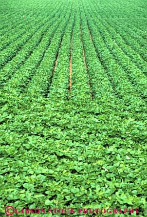 Stock Photo #6879: keywords - agriculture bean beans crop crops cultivate cultivated cultivating cultivation farm farming farms field green grow growing grown growth indiana leaf leaves legume legumes linear pattern photosynthesis plant plants produce row rows soy soybean vert