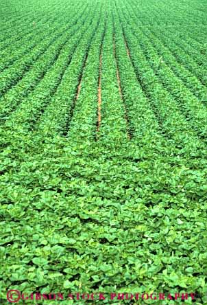 Stock Photo #6879: keywords -  agriculture bean beans crop crops cultivate cultivated cultivating cultivation farm farming farms field green grow growing grown growth indiana leaf leaves legume legumes linear pattern photosynthesis plant plants produce row rows soy soybean vert