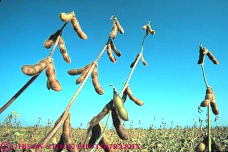 Stock Photo #6881: keywords -  agriculture bean beans california crop crops cultivate cultivated cultivating cultivation developed dried dry drying farm farming farms field green grow growing grown growth horz legume legumes mature photosynthesis plant pods produce ripe seed soy soybean