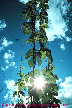 Stock Photo #6884: keywords -  agriculture burst crop crops green grow growing grown growth hop hops plant plants sun vert vine