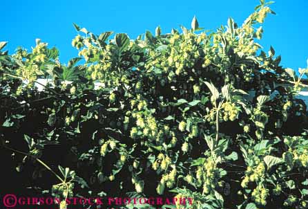 Stock Photo #6885: keywords - agriculture crop crops green grow growing grown growth hop hops horz plant plants vine