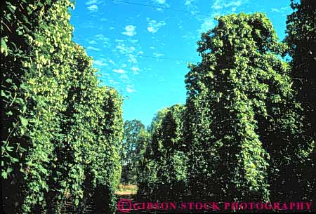 Stock Photo #6886: keywords -  agriculture crop crops green grow growing grown growth hop hops horz oregon plant plants vine