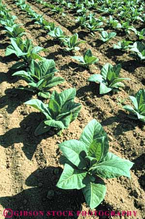 Stock Photo #6887: keywords -  agriculture crop crops cultivate cultivated cultivating cultivation develop developed developing development dirt earth field green grow growing growth immature leaf leaves linear pattern pennsylvania plant plants row rows soil symmetry tobacco vert