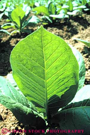 Stock Photo #6888: keywords -  agriculture crop crops cultivate cultivated cultivating cultivation develop developed developing development dirt earth field green grow growing growth immature leaf leaves pennsylvania plant soil tobacco vert