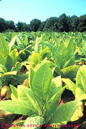 Stock Photo #6889: keywords -  agriculture crop crops cultivate cultivated cultivating cultivation field green leaf leaves maryland plant plants tobacco vert