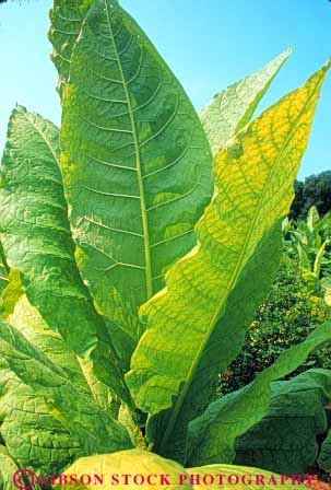 Stock Photo #6890: keywords -  agriculture crop crops cultivate cultivated cultivating cultivation field green leaf leaves maryland plant plants tobacco vert