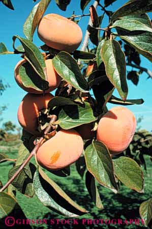 Stock Photo #6891: keywords - agriculture bunch california cluster crop crops develop developed developing development farm farming farms fruit fruits grow growing grown growth limb orange orchard orchards persimmon persimmons pod pods produce ripe seed tree trees vegetable vegetables vert