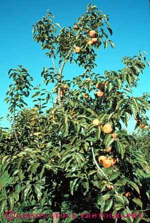 Stock Photo #6892: keywords -  agriculture bunch california cluster crop develop developed developing development farm farming farms fruit fruits grow growing grown growth limb orange orchard orchards persimmon persimmons pod pods produce ripe seed tree trees vegetable vegetables vert