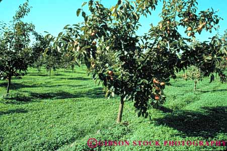 Stock Photo #6893: keywords -  agriculture bunch california cluster crop crops develop developed developing development farm farming farms fruit fruits grow growing grown growth horz limb orange orchard orchards persimmon persimmons pod pods produce ripe seed tree trees vegetable vegetables