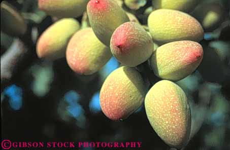 Stock Photo #6894: keywords -  agriculture bunch california cluster crop crops develop developed developing development farm farming farms fruit fruits grow growing grown growth horz limb nut nuts orchard orchards pistachios pod pods produce seed tree trees vegetable vegetables