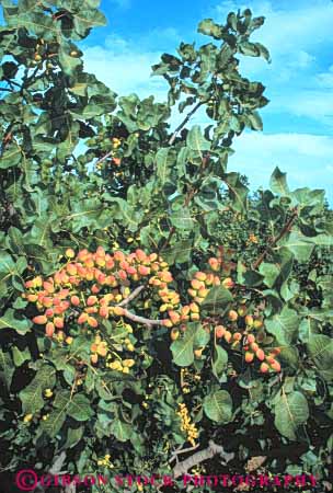 Stock Photo #6895: keywords - agriculture bunch california cluster crop crops develop developed developing development farm farming farms fruit fruits grow growing grown growth limb nut nuts orchard orchards pistachios pod pods produce seed tree trees vegetable vegetables vert