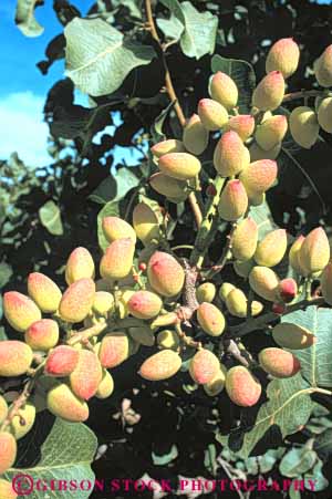 Stock Photo #6896: keywords -  agriculture bunch california cluster crop crops develop developed developing development farm farming farms fruit fruits grow growing grown growth limb nut nuts orchard orchards pistachios pod pods produce seed tree trees vegetable vegetables vert