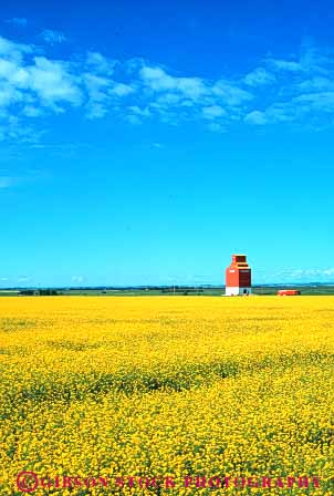 Stock Photo #6897: keywords -  agriculture alberta blossom blossoming blossoms canada canola color colorful crop crops farm farming farms field flower flowering grow growing grown growth landscape of plain produce scenic silo vegetable vegetables vert yellow