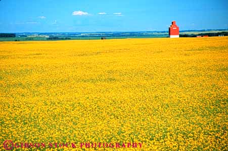 Stock Photo #6898: keywords -  agriculture alberta blossom blossoming blossoms canada canola color colorful crop crops farm farming farms field flower flowering grow growing grown growth horz landscape of plain produce scenic silo vegetable vegetables yellow