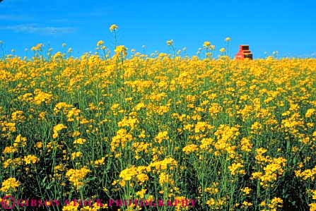 Stock Photo #6899: keywords - agriculture alberta blossom blossoming blossoms canada canola color colorful crop crops farm farming farms field flower flowering grow growing grown growth horz landscape of plain produce scenic silo vegetable vegetables yellow