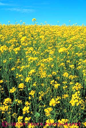 Stock Photo #6900: keywords - agriculture alberta blossom blossoming blossoms canada canola color colorful crop crops farm farming farms field flower flowering grow growing grown growth landscape of plain produce scenic vegetable vegetables vert yellow