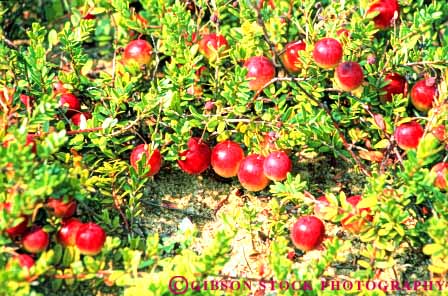 Stock Photo #6901: keywords -  agriculture berries berry cranberries cranberry crop crops farm farming farms fruit fruits grow growing grown growth horz massachusetts produce red vegetable vegetables