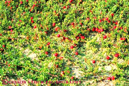 Stock Photo #6902: keywords -  agriculture berries berry cranberries cranberry crop crops farm farming farms fruit fruits grow growing grown growth horz massachusetts produce red vegetable vegetables