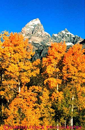 Stock Photo #3460: keywords - aspen autumn environment fall forest grand mountain national nature orange outdoor park peak scenery scenic snow teton tree vert wild wilderness wyoming