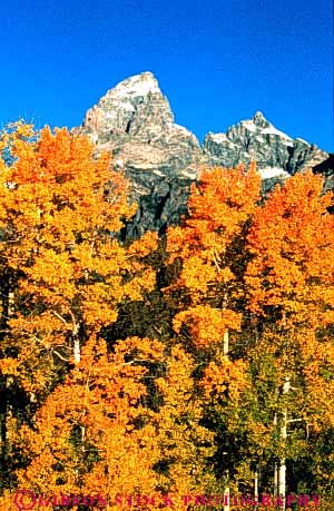 Stock Photo #3460: keywords -  aspen autumn environment fall forest grand mountain national nature orange outdoor park peak scenery scenic snow teton tree vert wild wilderness wyoming