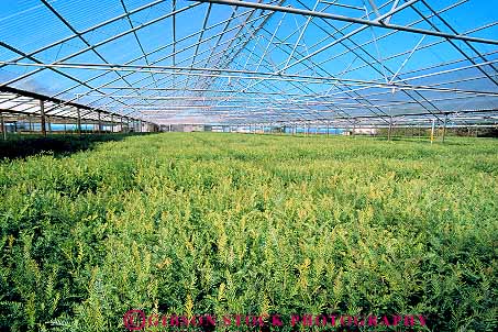 Stock Photo #14584: keywords - array big bragg california company countless cultivate cultivating cultivation forestry fort ft ft. georgia green greenhouse greenhouses grow growing growth horz infinite lots many multitude numerous nurseries nursery pacific propagate propagating propagation redwood reforestation tree trees