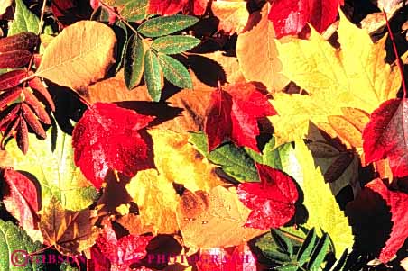 Stock Photo #3473: keywords -  autumn color colorful fall horz leaf leaves nature pattern plant season texture