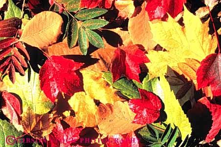Stock Photo #3473: keywords - autumn color colorful fall horz leaf leaves nature pattern plant season texture