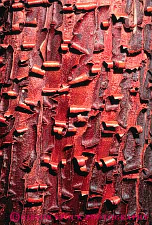 Stock Photo #3434: keywords -  abstract bark close-up curl madrone nature pattern red tree vert