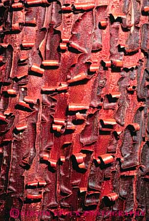 Stock Photo #3434: keywords - abstract bark close-up curl madrone nature pattern red tree vert
