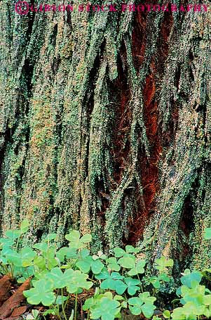Stock Photo #13732: keywords -  and bark california closeup detail forest forests marin monument muir national nature redwood redwoods sorrel texture tree trees vert wilderness woods
