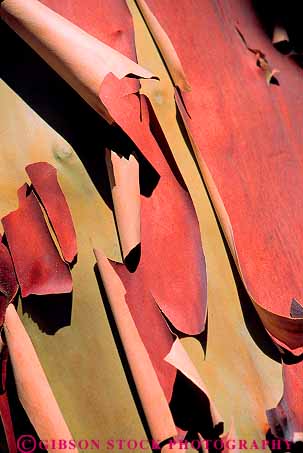Stock Photo #13733: keywords -  abstract abstraction abstracts bark california closeup detail forest forests madrone nature peel peeled peeling peels texture tree trees vert wilderness