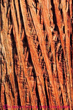 Stock Photo #13734: keywords - abstract abstraction abstracts bark cedar closeup detail fiber fibre forest forests incense nature pattern patterns red texture tree trees vert wilderness