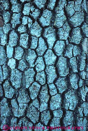 Stock Photo #13735: keywords -  abstract abstraction abstracts bark closeup detail forest forests gray nature oak pattern patterns texture textures tree trees vert wilderness
