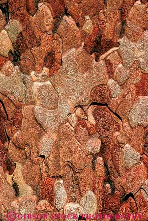 Stock Photo #13736: keywords - abstract abstraction abstracts bark closeup detail forest forests nature pattern patterns pine texture textures tree trees vert wilderness