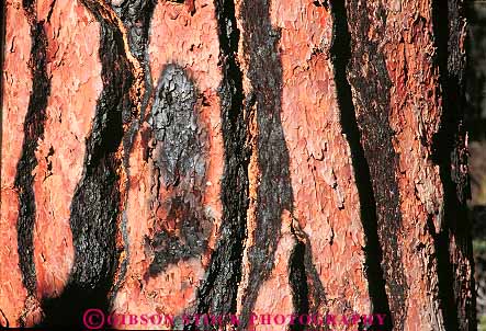 Stock Photo #13737: keywords - abstract abstraction abstracts bark burn burned chared closeup detail forest forests horz jeffery nature of pattern patterns pine scar scared scars textures tree trees wilderness