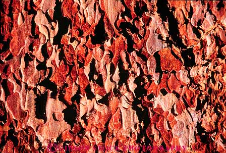Stock Photo #13738: keywords - abstract abstraction abstracts bark closeup detail horz jeffery nature pattern patterns pine red texture textures tree trees