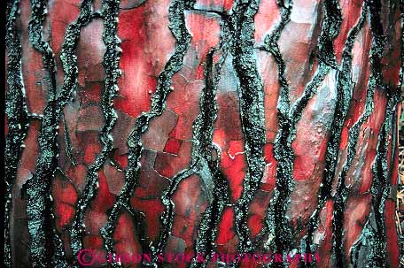Stock Photo #13739: keywords - abstract abstraction abstracts bark closeup detail horz nature pattern patterns pine red texture textures tree trees