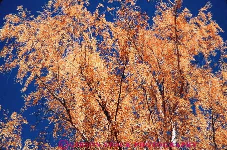 Stock Photo #13740: keywords -  autumn birch branch branches bright california color colorful deciduous fall foliage horz leaf leaves sky tree upward view yellow