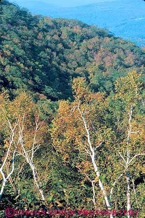 Stock Photo #13741: keywords -  berkshire berkshires birch deciduous forest forests hill hills landscape landscapes massachusettes massachusetts mountain mountains pittsfield plant plants scenery scenic terrain tree trees vert
