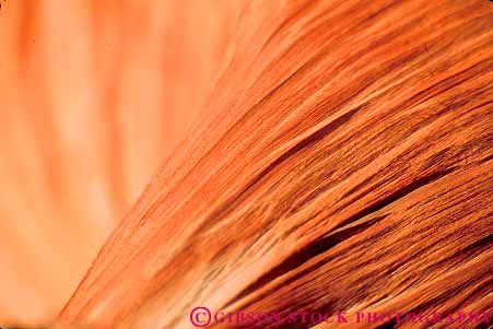 Stock Photo #13804: keywords -  abstract abstractions abstracts bristlecone california closeup curve curved curves detail flow flowing flows grain horz linear mountains nature pattern patterns pine plant plants spin spins swirl swirled swirls texture textures trees twist undulate undulates undulating undulation wavy white wood