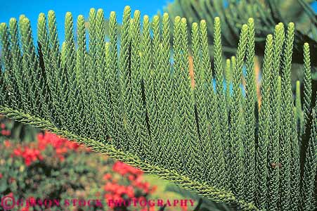 Stock Photo #13742: keywords - branch conifer coniferous cook evergreen green hawaii horz linear parallel pattern patterns pine plant plants repeat repeats repetition row rows tree trees