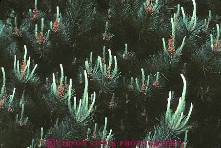 Stock Photo #13743: keywords - abstract abstraction abstracts branch branches conifer coniferous deciduous evergreen horz pine plant plants tips tree trees