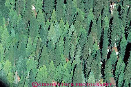 Stock Photo #13744: keywords -  aerial aerials branches california conifer coniferous deciduous elevate elevated evergreen forest forests green horz national overhead park parks patterns patttern plant plants ponderosa public repeat repeats repetition tree trees triangle triangles view yosemite